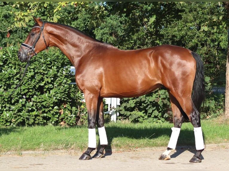 Koń hanowerski Wałach 4 lat 173 cm Gniada in Selsingen