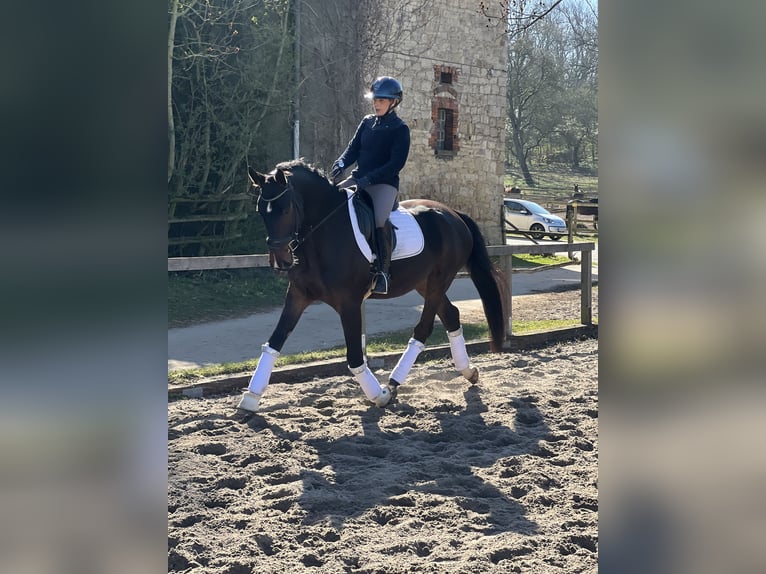 Koń hanowerski Wałach 4 lat 173 cm in Wolfsburg