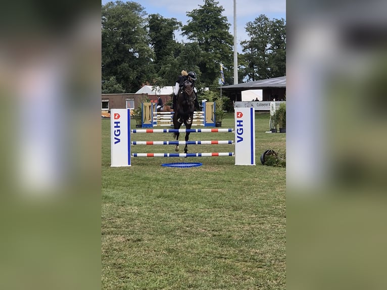 Koń hanowerski Wałach 4 lat 173 cm Skarogniada in Hohenfelde