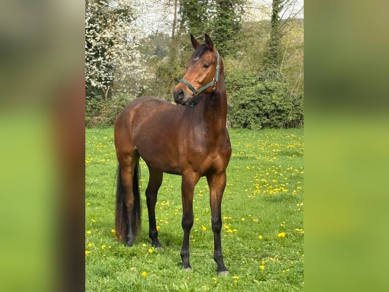 Koń hanowerski Wałach 4 lat 174 cm Gniada in Wehretal