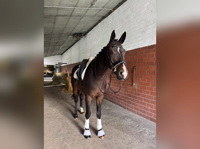 Koń hanowerski Wałach 4 lat 174 cm Gniada in Borstel
