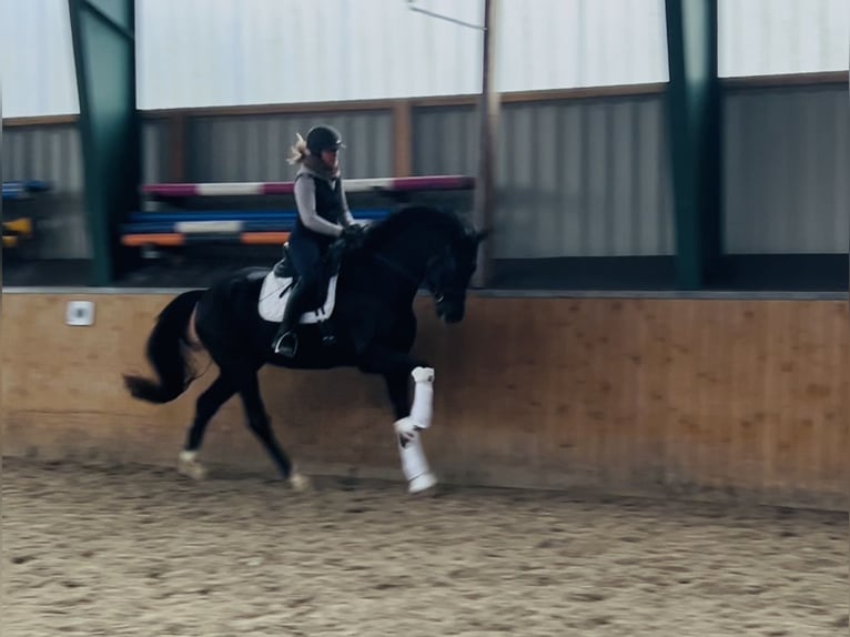 Koń hanowerski Wałach 4 lat 174 cm Kara in Wangerland Hohenkirchen