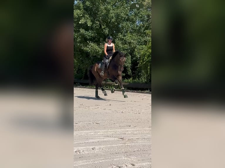Koń hanowerski Wałach 4 lat 175 cm Ciemnogniada in Rommerskirchen