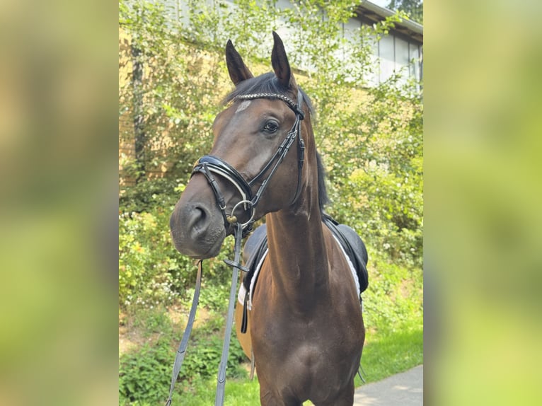 Koń hanowerski Wałach 4 lat 175 cm Ciemnogniada in Rommerskirchen