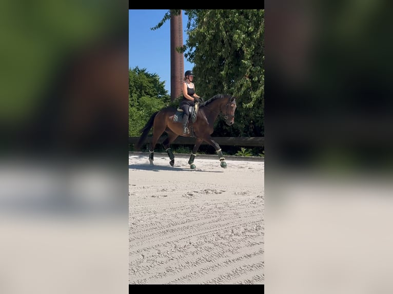 Koń hanowerski Wałach 4 lat 175 cm Ciemnogniada in Rommerskirchen