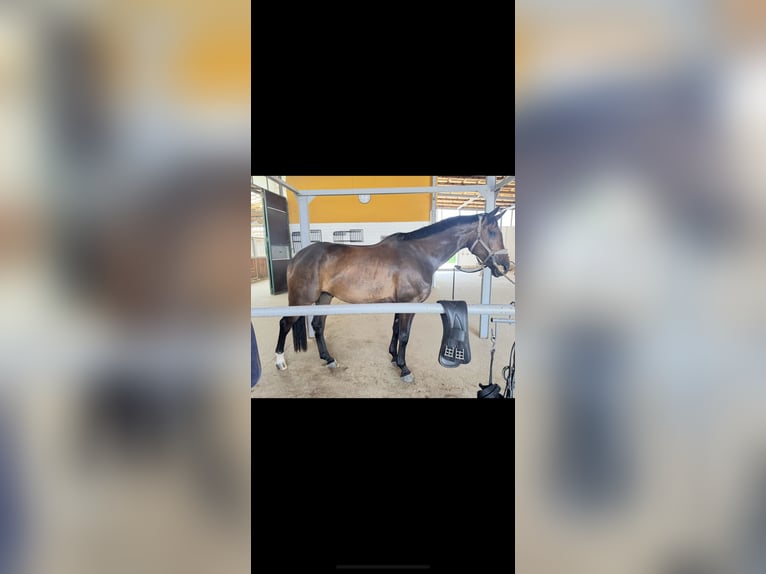 Koń hanowerski Wałach 4 lat 175 cm Ciemnogniada in Rommerskirchen