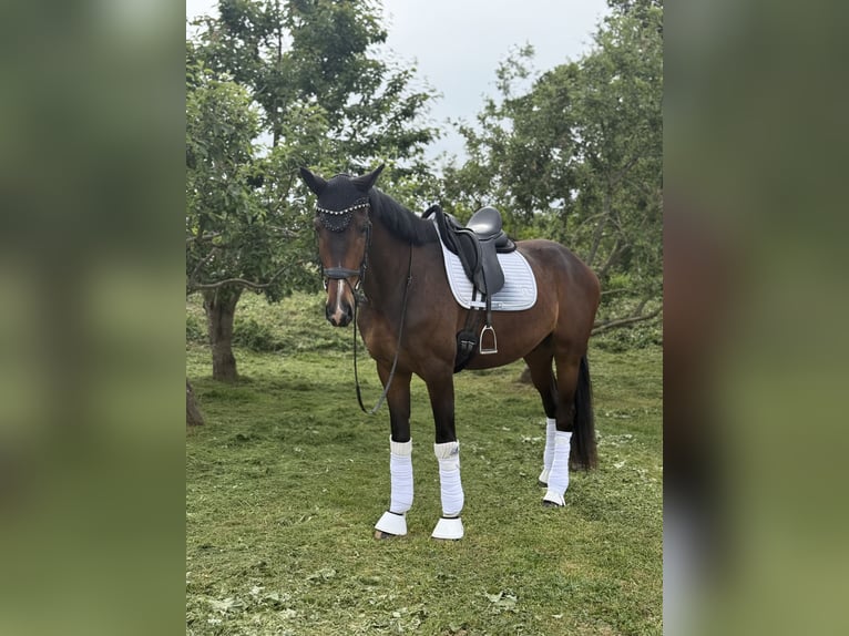 Koń hanowerski Wałach 4 lat 175 cm Gniada in Gro&#xDF;-Zimmern