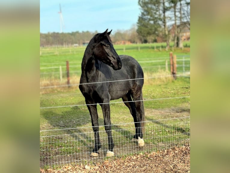 Koń hanowerski Wałach 4 lat 175 cm Kara in Warendorf
