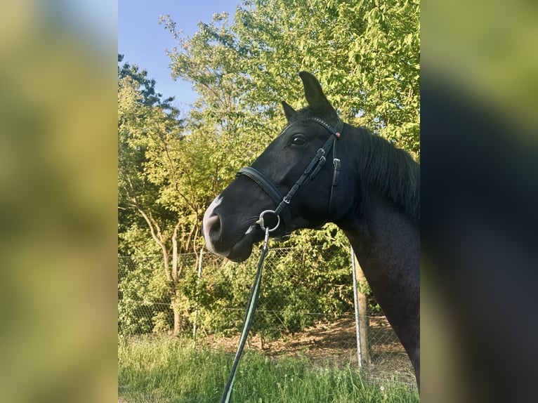 Koń hanowerski Wałach 4 lat 175 cm Kara in Dürnau