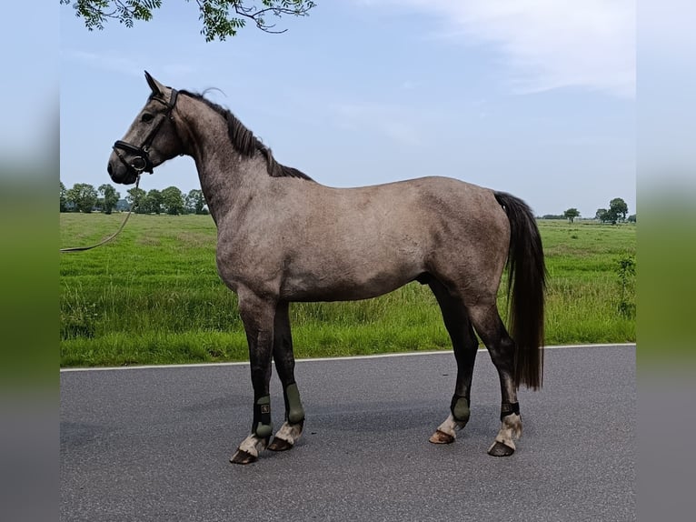 Koń hanowerski Wałach 4 lat 176 cm Siwa in Ihlow