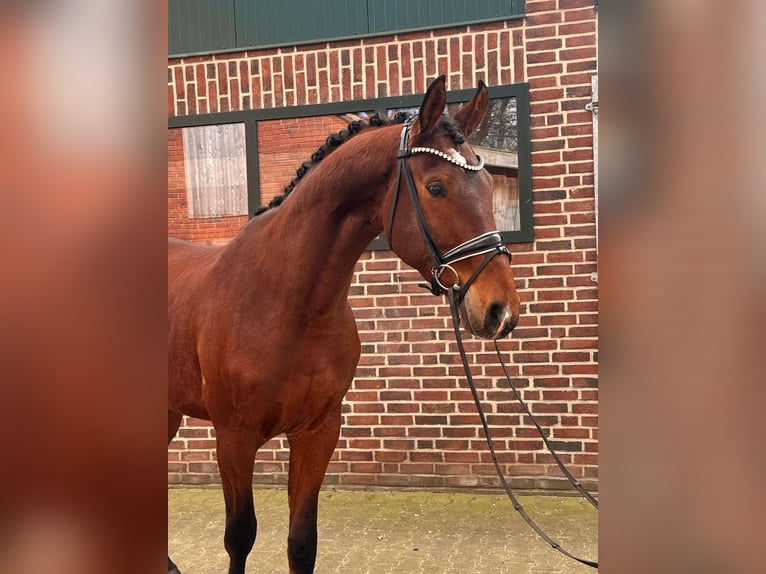 Koń hanowerski Wałach 4 lat 177 cm Gniada in Essen (Oldenburg)