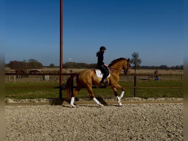Koń hanowerski Wałach 4 lat 177 cm Kasztanowata in Hittbergen