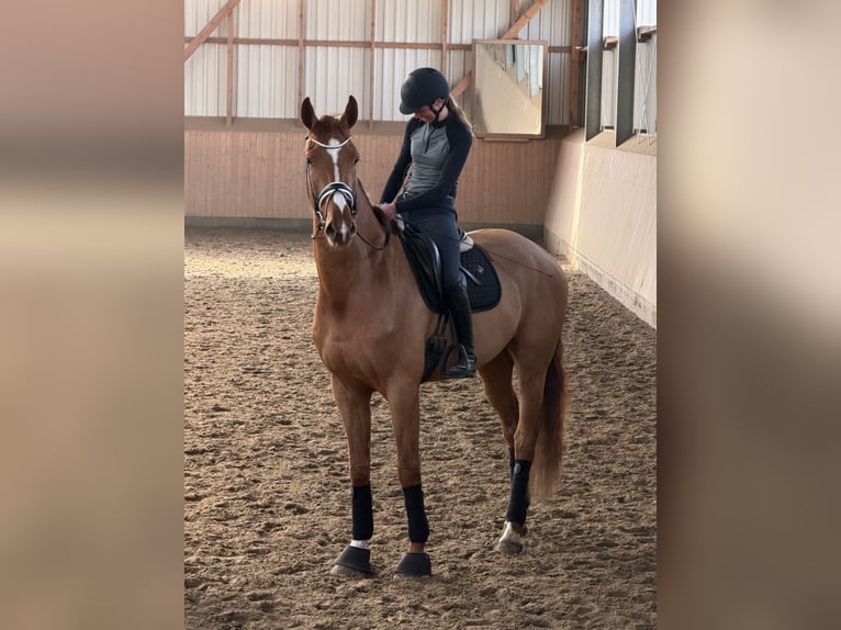 Koń hanowerski Wałach 4 lat 177 cm Kasztanowata in Hittbergen