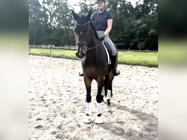 Koń hanowerski Wałach 4 lat 178 cm Ciemnogniada in Kirchlinteln