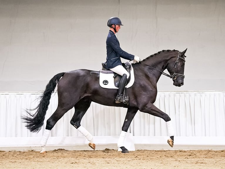 Koń hanowerski Wałach 4 lat 178 cm Kara in Verden