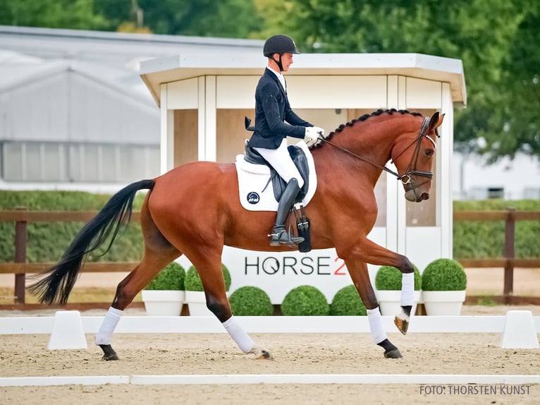Koń hanowerski Wałach 4 lat 183 cm Gniada in Verden