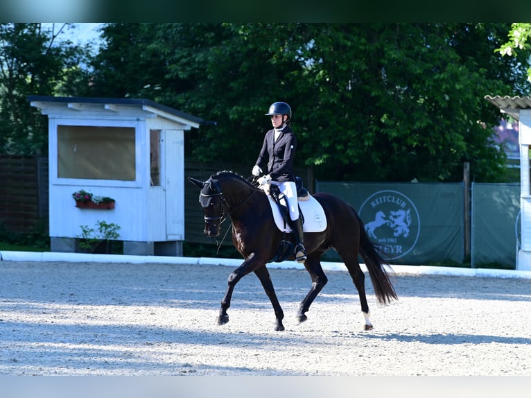 Koń hanowerski Wałach 5 lat 153 cm Kara in Garsten