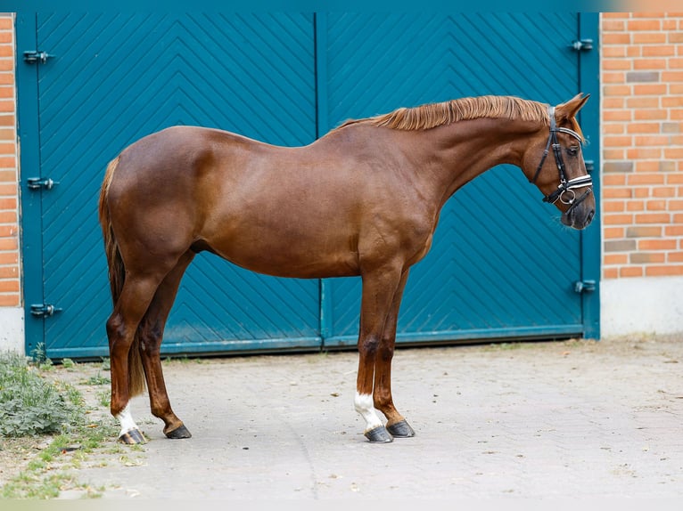 Koń hanowerski Wałach 5 lat 160 cm Kasztanowata in Garstedt
