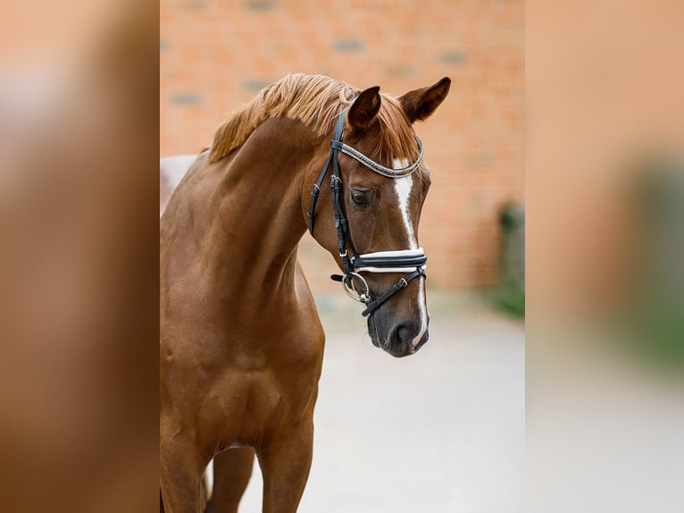 Koń hanowerski Wałach 5 lat 160 cm Kasztanowata in Garstedt