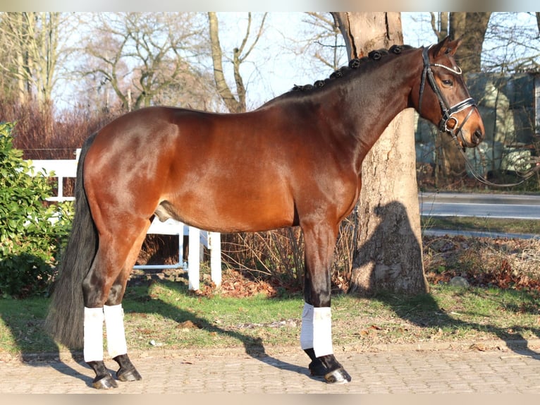 Koń hanowerski Wałach 5 lat 162 cm Gniada in Selsingen