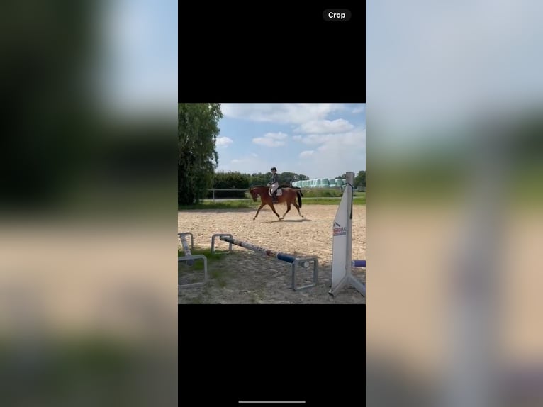 Koń hanowerski Wałach 5 lat 162 cm Jasnogniada in Langenselbold