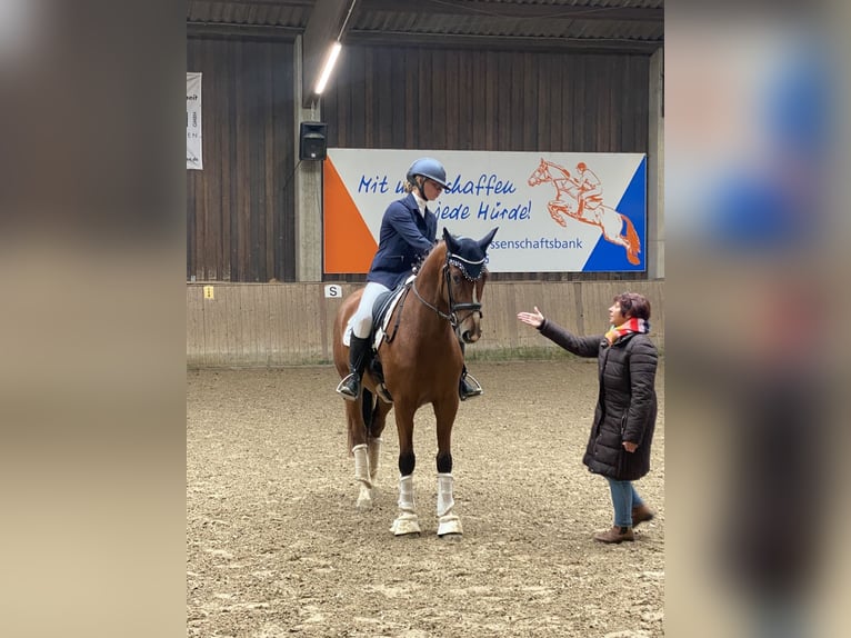Koń hanowerski Wałach 5 lat 162 cm Jasnogniada in Langenselbold