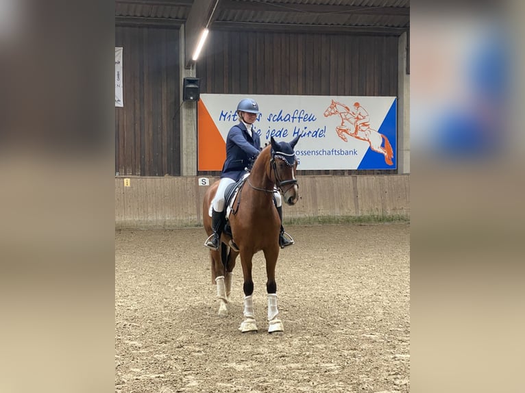 Koń hanowerski Wałach 5 lat 162 cm Jasnogniada in Langenselbold