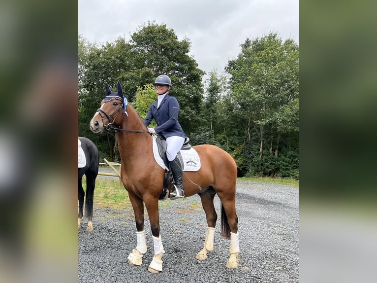 Koń hanowerski Wałach 5 lat 162 cm Jasnogniada in Langenselbold