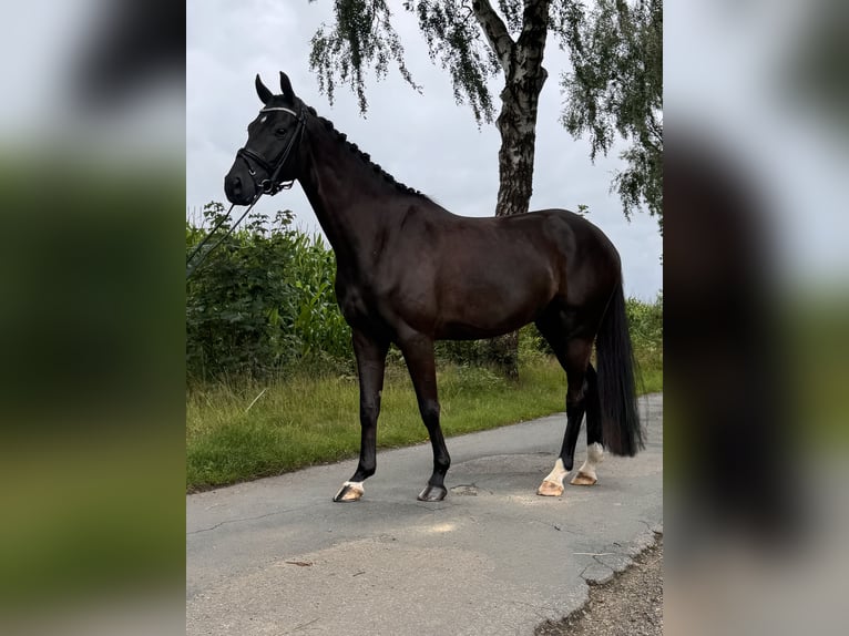 Koń hanowerski Wałach 5 lat 162 cm Kara in Bargstedt