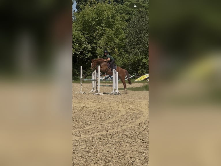 Koń hanowerski Wałach 5 lat 163 cm Kasztanowata in RatingenRatingen