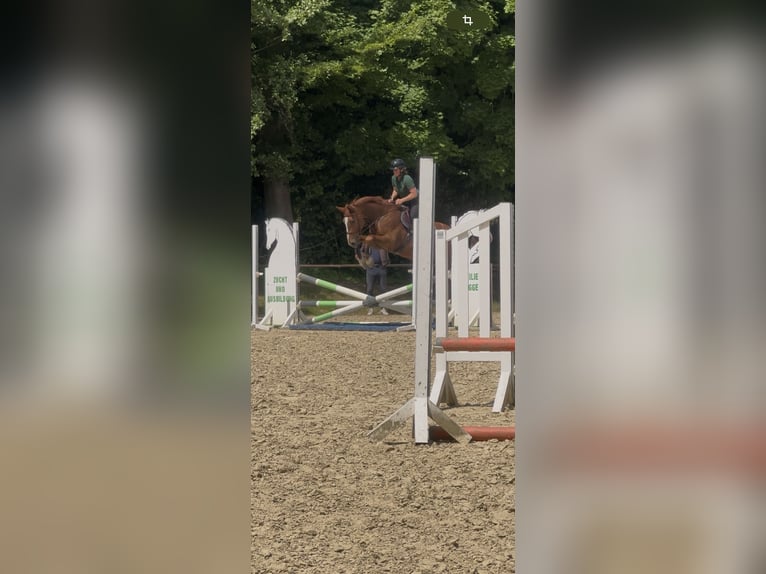 Koń hanowerski Wałach 5 lat 163 cm Kasztanowata in RatingenRatingen