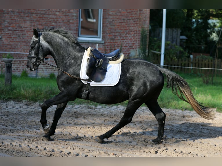 Koń hanowerski Wałach 5 lat 163 cm Siwa in Kutenholz