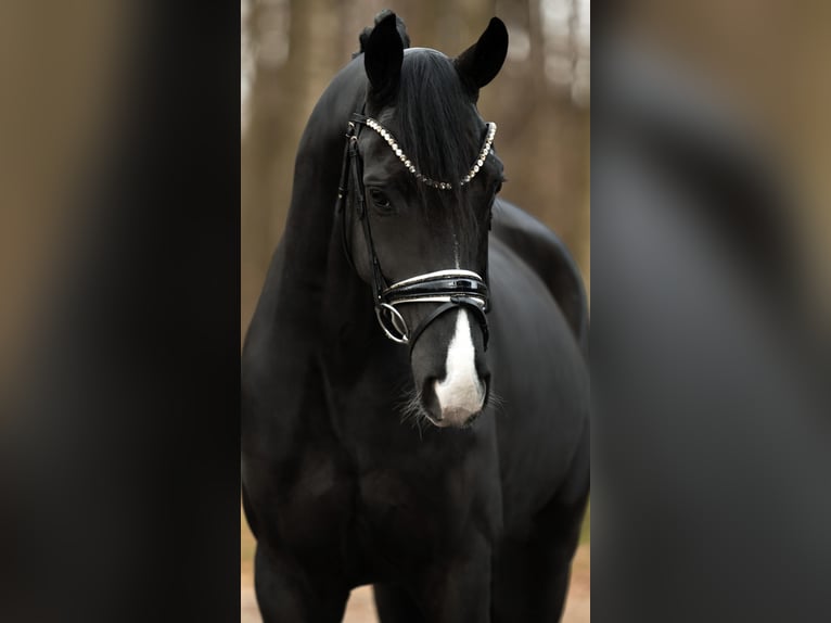 Koń hanowerski Wałach 5 lat 164 cm Kara in Wehringen