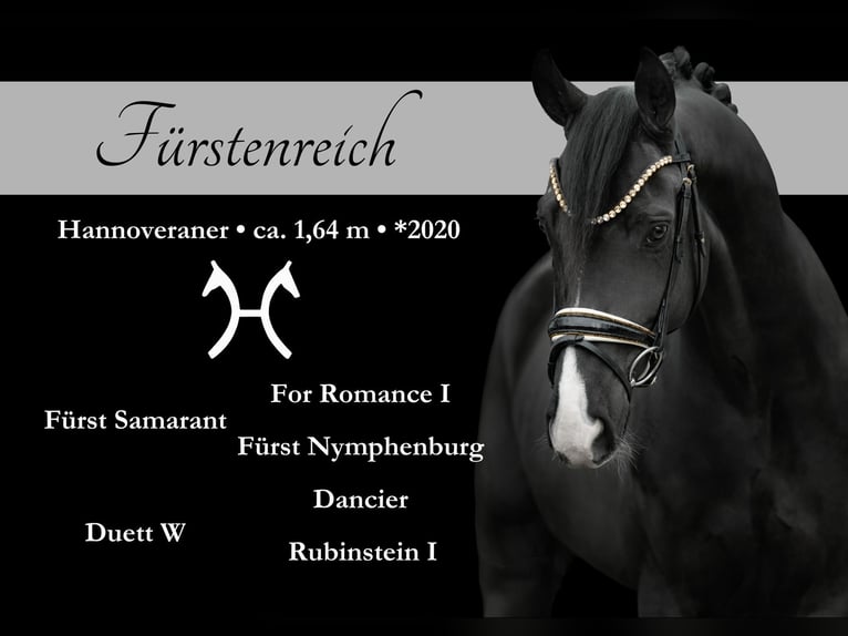 Koń hanowerski Wałach 5 lat 164 cm Kara in Wehringen