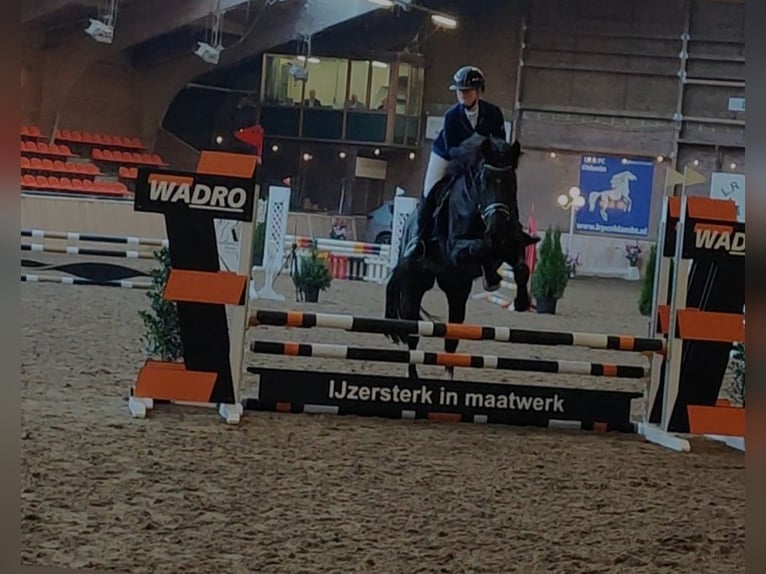 Koń hanowerski Wałach 5 lat 164 cm Kara in D&#xF6;rpen