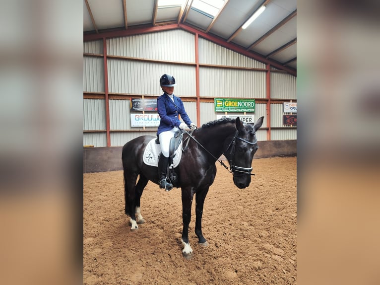 Koń hanowerski Wałach 5 lat 164 cm Kara in D&#xF6;rpen
