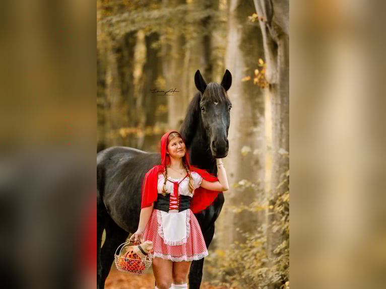 Koń hanowerski Wałach 5 lat 164 cm Kara in D&#xF6;rpen
