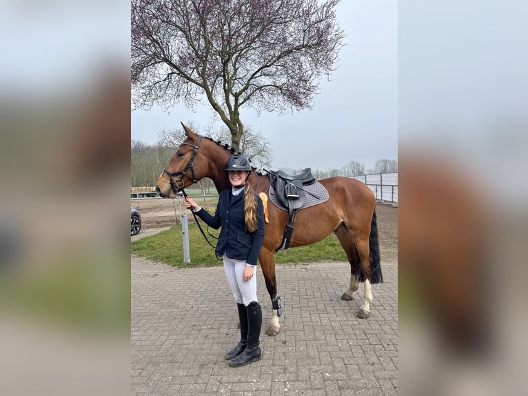 Koń hanowerski Wałach 5 lat 165 cm Gniada in Oberkr&#xE4;mer