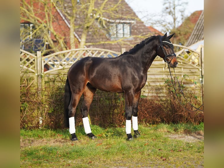 Koń hanowerski Wałach 5 lat 165 cm Gniada in Hohenfelde