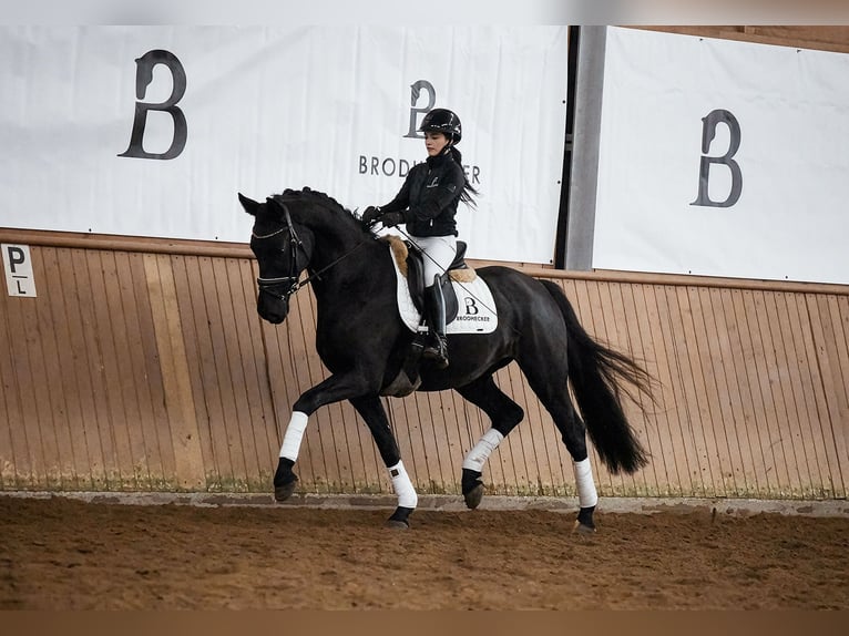 Koń hanowerski Wałach 5 lat 165 cm Kara in Riedstadt