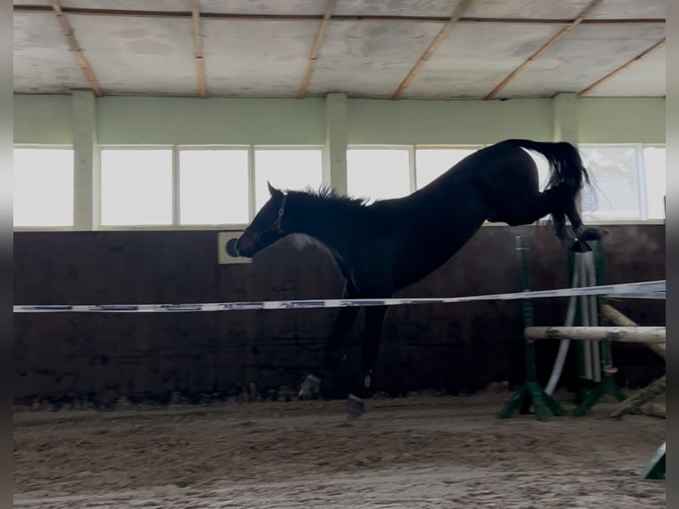 Koń hanowerski Wałach 5 lat 166 cm Ciemnogniada in Teupitz