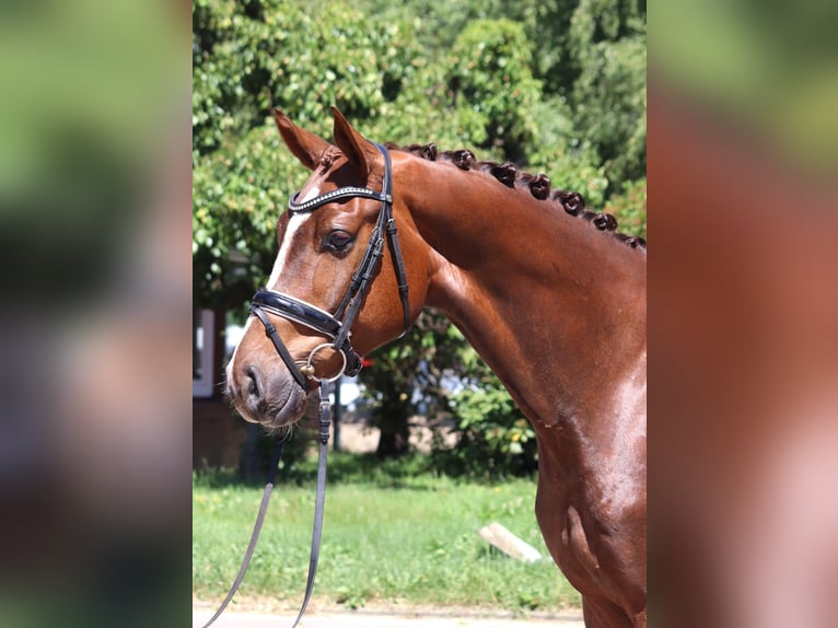 Koń hanowerski Wałach 5 lat 166 cm Ciemnokasztanowata in Selsingen