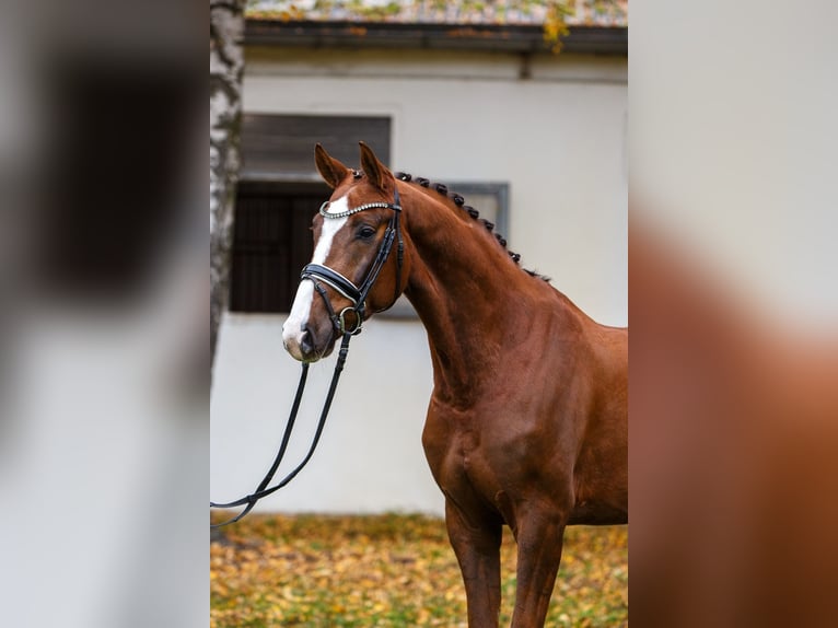Koń hanowerski Wałach 5 lat 167 cm Ciemnokasztanowata in Burgdorf