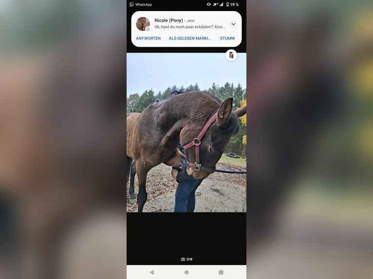 Koń hanowerski Wałach 5 lat 167 cm Gniada in Hambergen