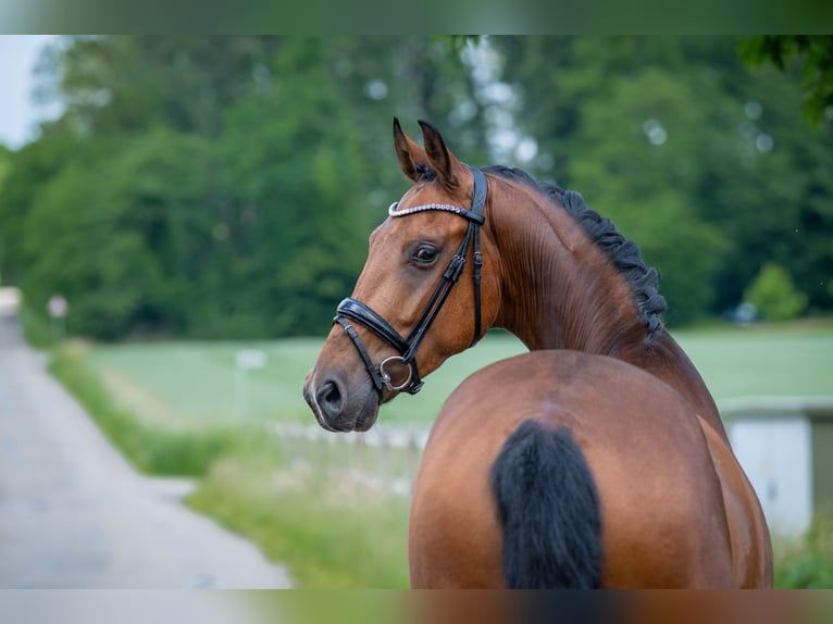 Koń hanowerski Wałach 5 lat 167 cm Gniada in Bramsche
