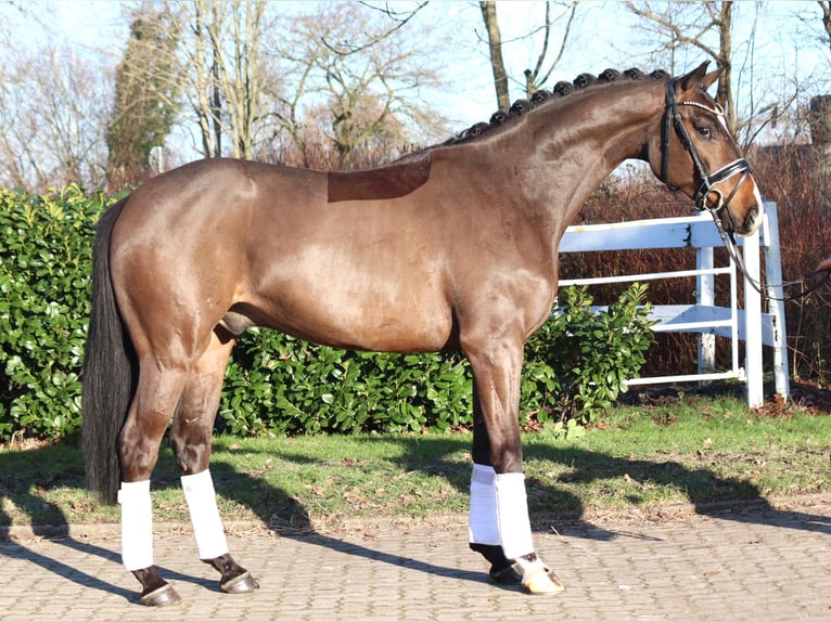 Koń hanowerski Wałach 5 lat 167 cm Gniada in Selsingen