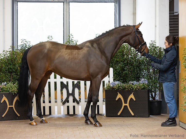 Koń hanowerski Wałach 5 lat 167 cm Gniada in Verden