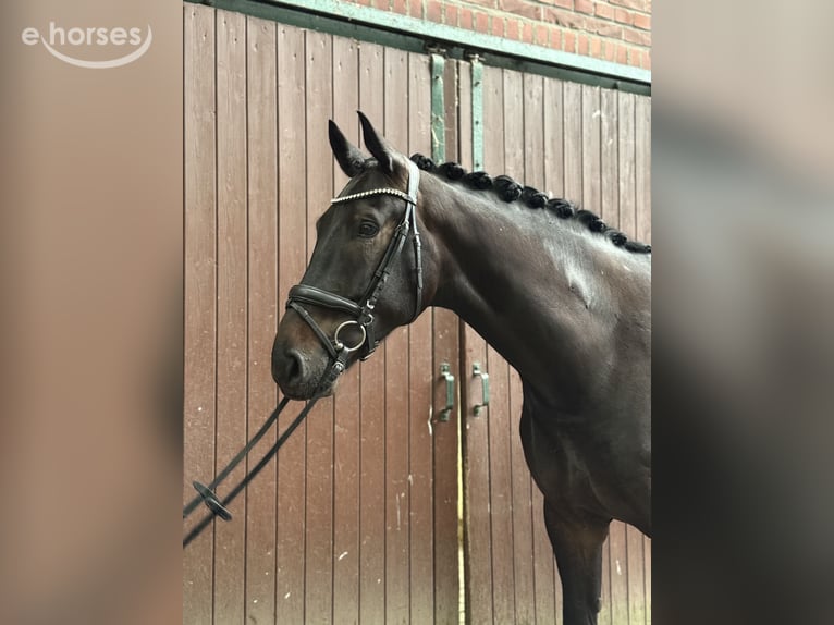Koń hanowerski Wałach 5 lat 167 cm Kara in Bocholt