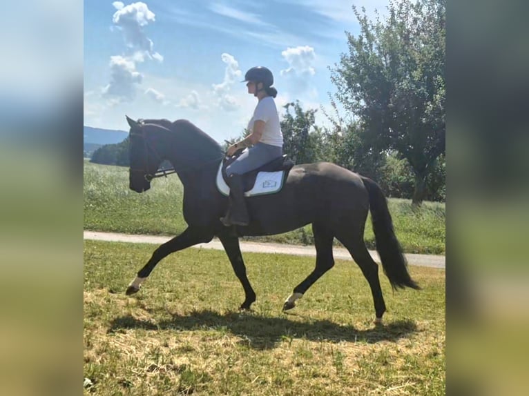 Koń hanowerski Wałach 5 lat 167 cm Kara in Arnegg