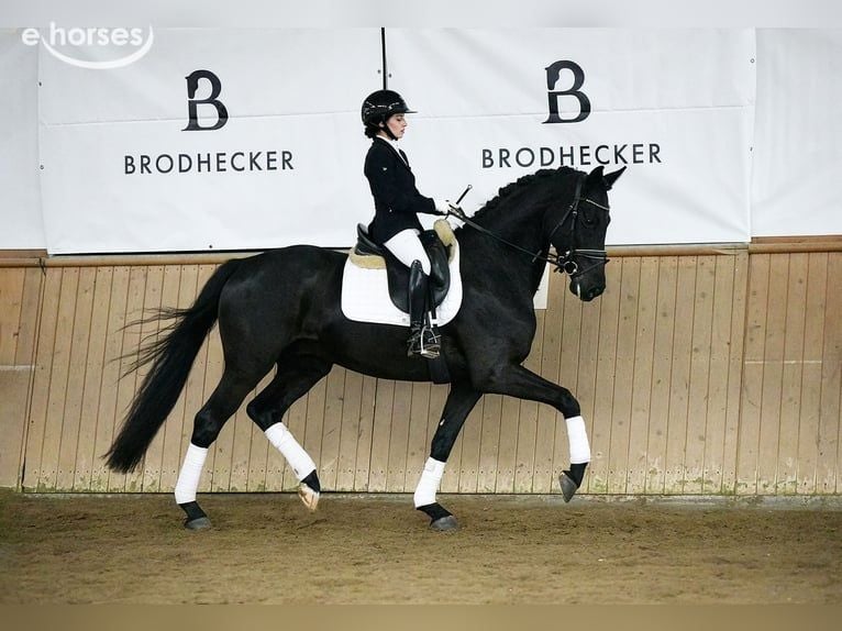 Koń hanowerski Wałach 5 lat 167 cm Kara in Riedstadt